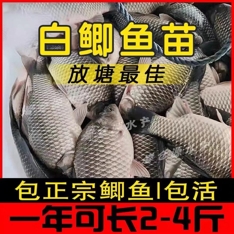 湖南大型各种鱼苗批发