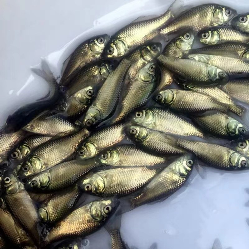 湖南大型各种鱼苗批发