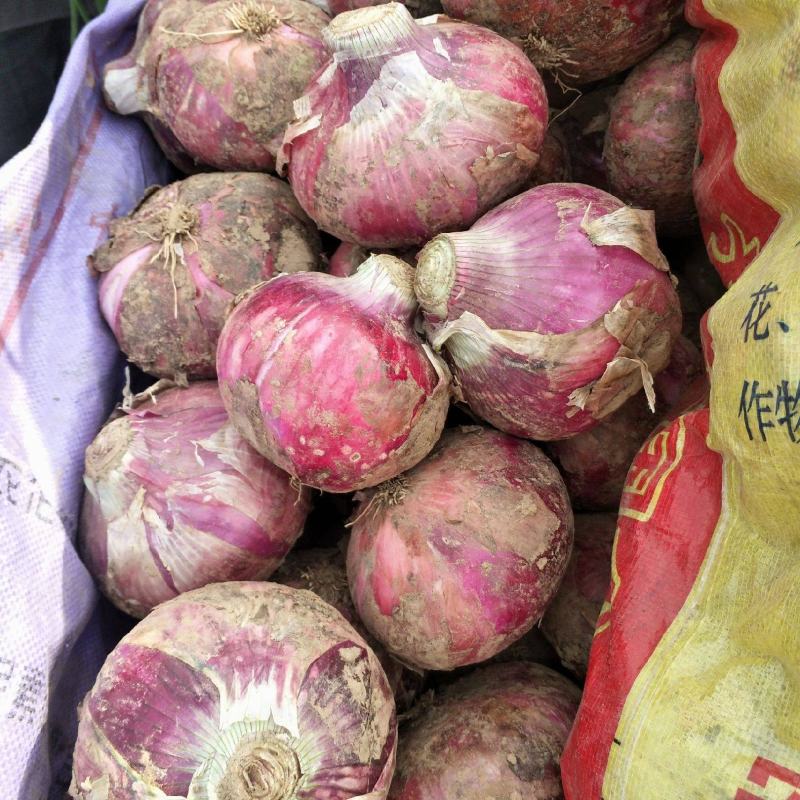 河南洋葱，基地直供，价格低。视频看贷，线上保障交易