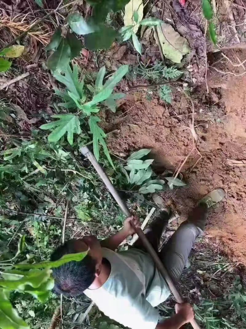 野生五指毛桃干货