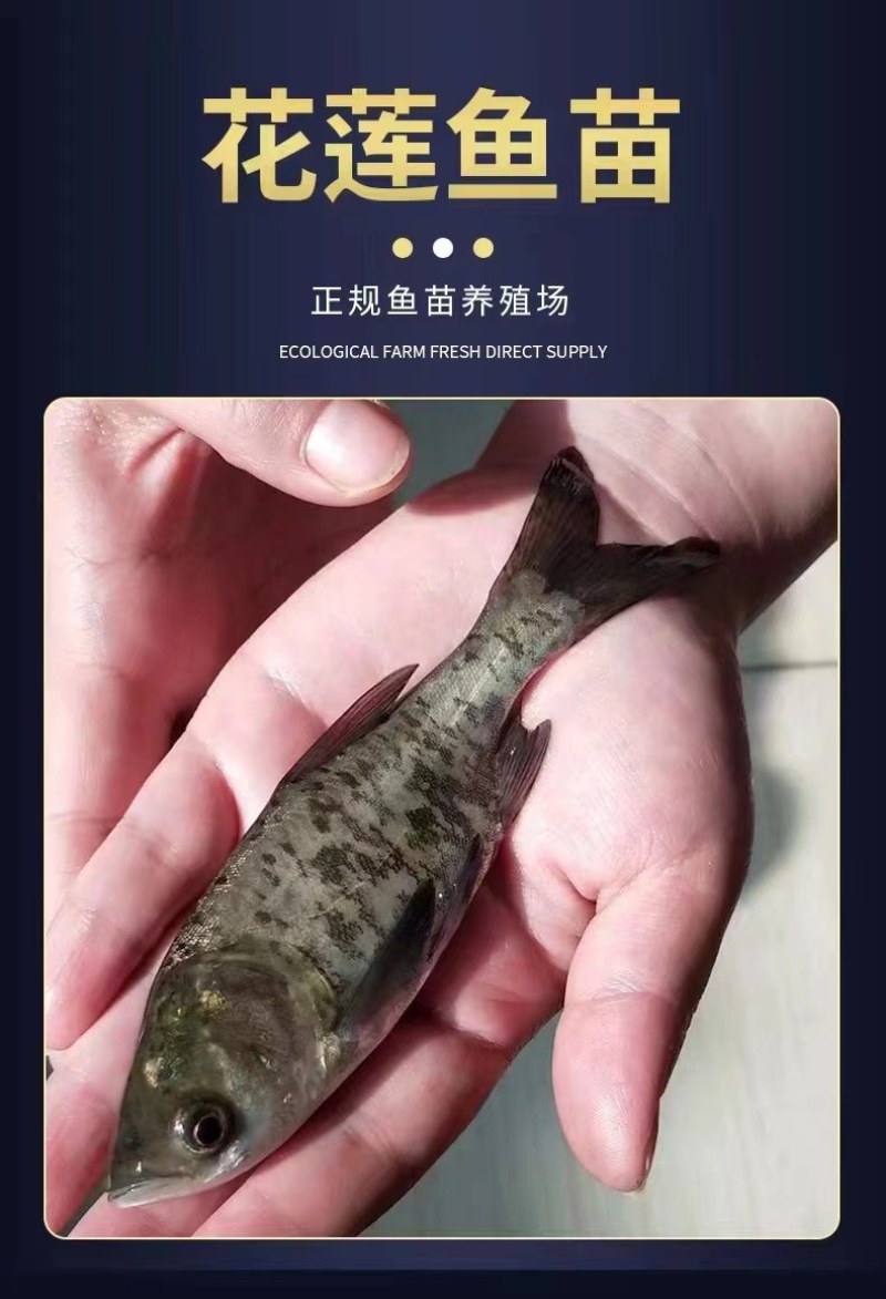 湖南大型各种鱼苗批发