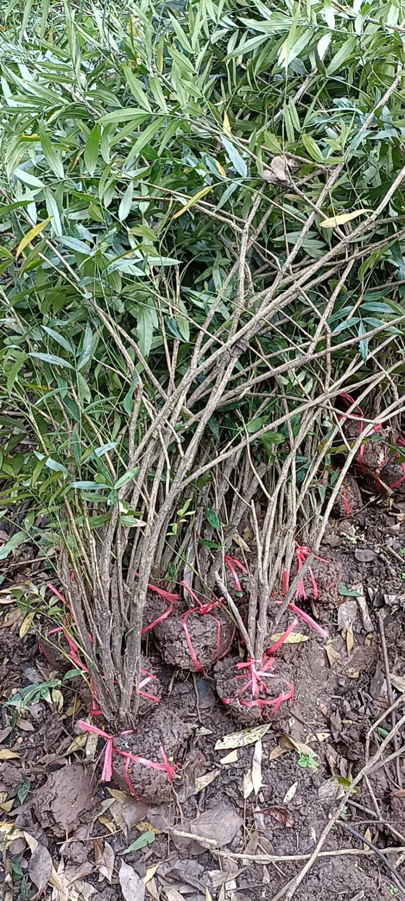 柳叶十大功劳，窝子带土球，现场看苗，量大从优。