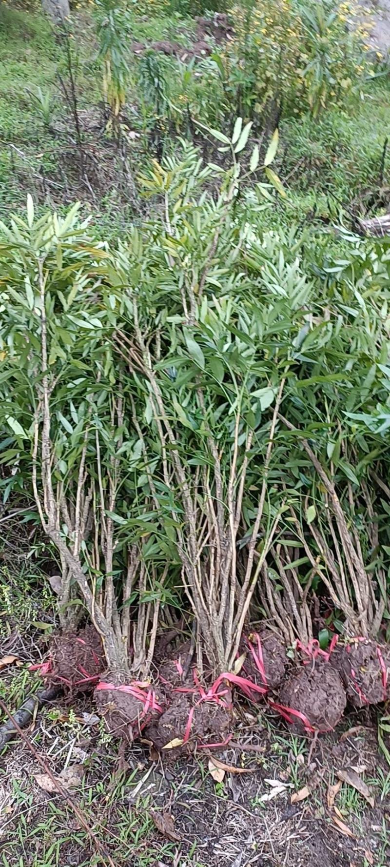 柳叶十大功劳，窝子带土球，现场看苗，量大从优。