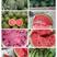【夏天热销】山东甜王西瓜大量出售熟度八成半以上熟