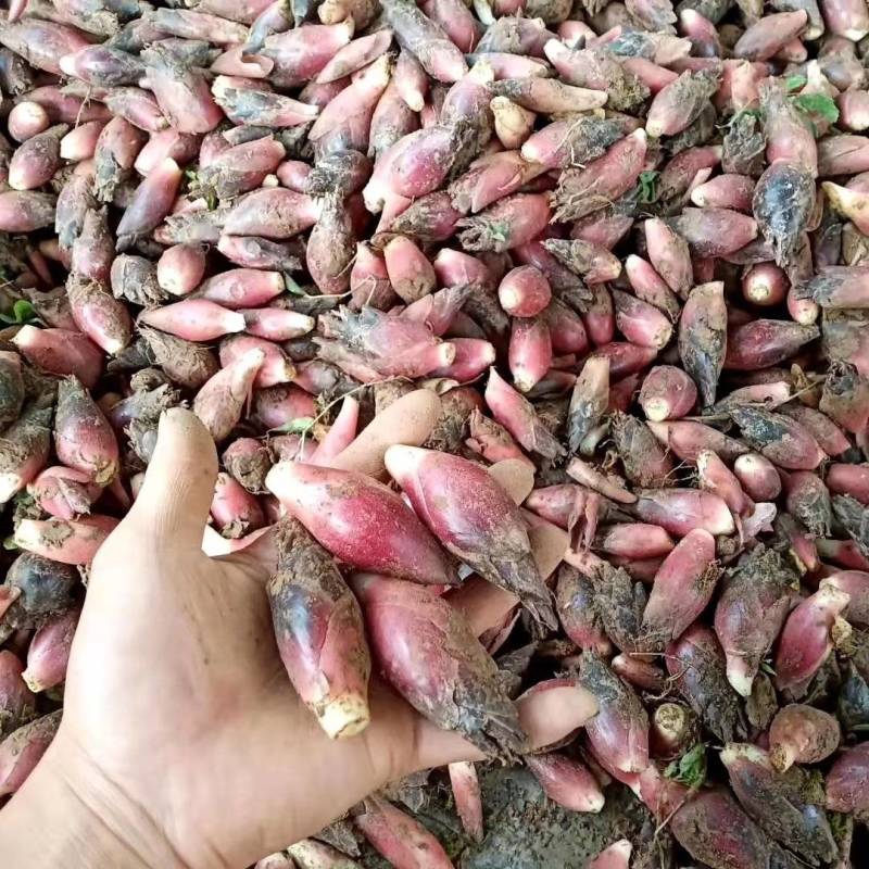 新鲜现挖现发阳荷