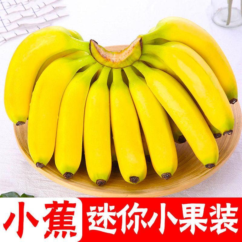 【香糯甜】云南高山香蕉新鲜水果整箱批发非小米蕉芭蕉10/