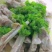 鲁大鲜鲜椒酱