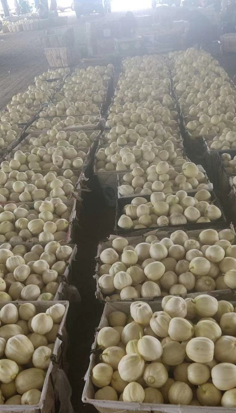 批发香瓜，想要的联系我，都是现摘实地考察