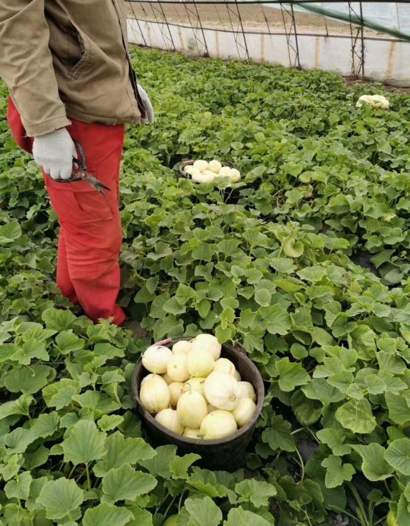 批发香瓜，想要的联系我，都是现摘实地考察