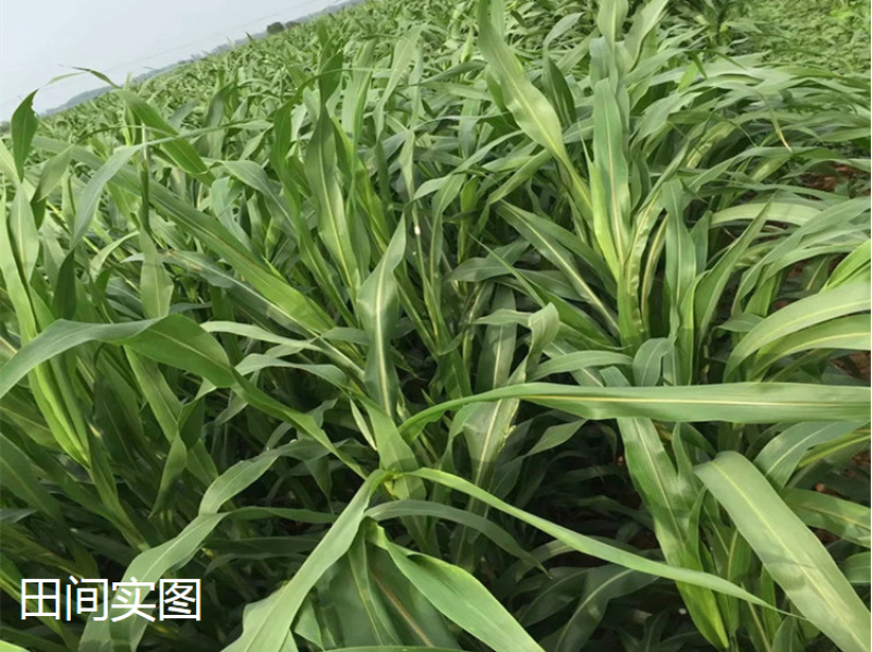 甜高粱种籽喂羊的饲料草畜牧多年生牧草种子饲用大力士甜高粱