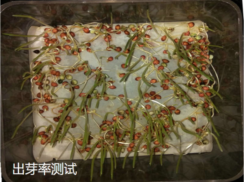 甜高粱种籽喂羊的饲料草畜牧多年生牧草种子饲用大力士甜高粱