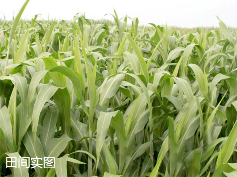 甜高粱种籽喂羊的饲料草畜牧多年生牧草种子饲用大力士甜高粱