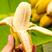 【当天摘】正宗广西小米蕉当季新鲜水果皇帝蕉鸡蕉香蕉苹果蕉