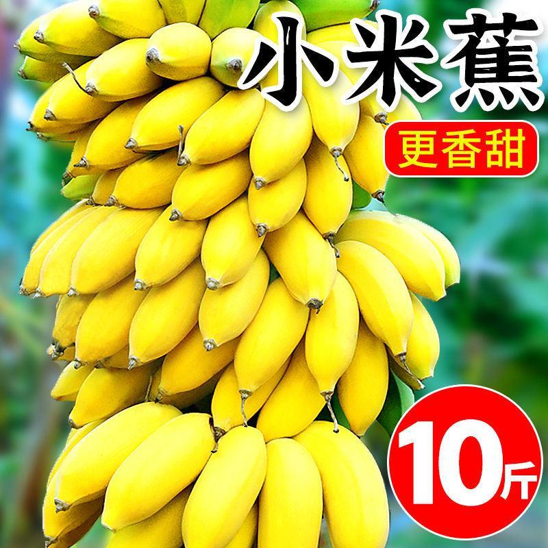 【当天摘】正宗广西小米蕉当季新鲜水果皇帝蕉鸡蕉香蕉苹果蕉