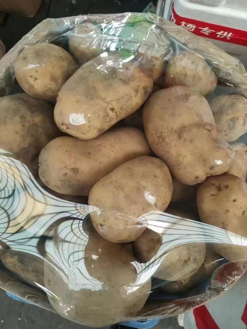 新野县土豆大量上市，荷兰十五，中薯五号
