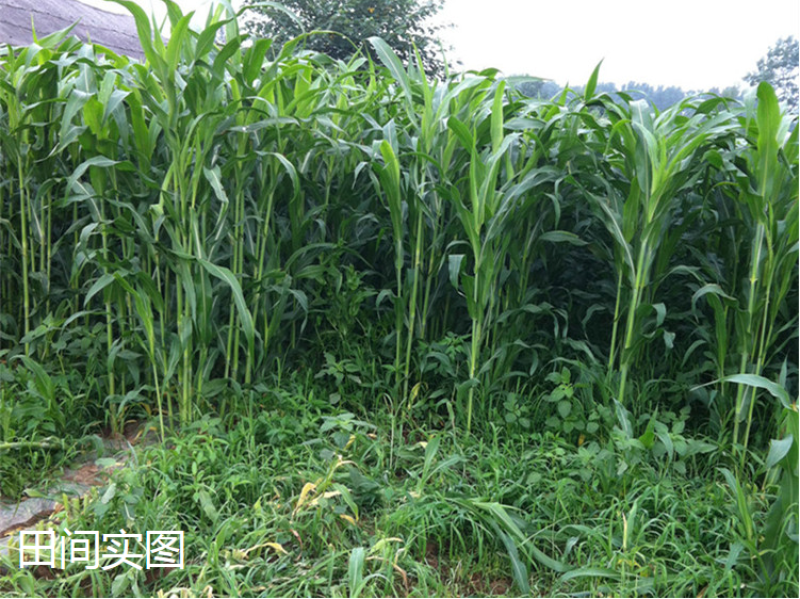 甜高粱种籽喂羊的饲料草畜牧多年生牧草种子饲用大力士甜高粱