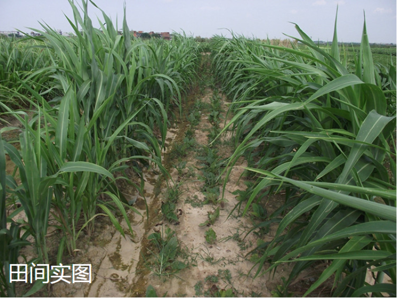 甜高粱种籽喂羊的饲料草畜牧多年生牧草种子饲用大力士甜高粱