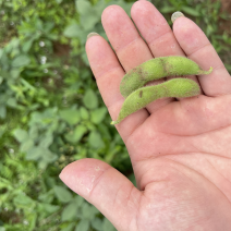 四川精品毛豆自家种植