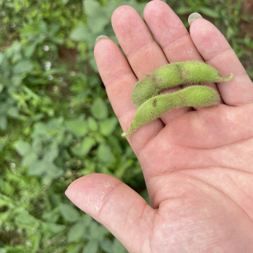 四川精品毛豆自家种植