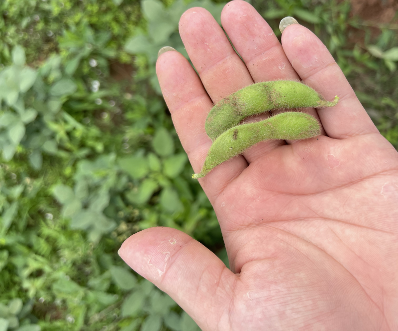 四川精品毛豆自家种植