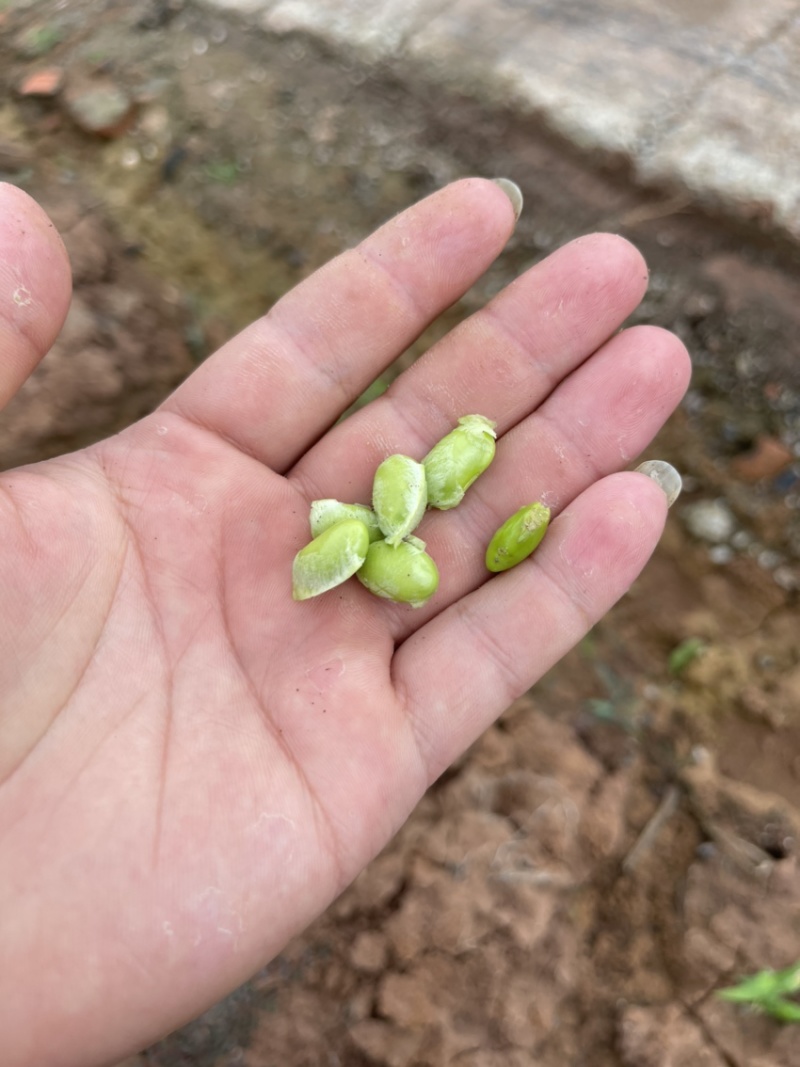 四川精品毛豆自家种植