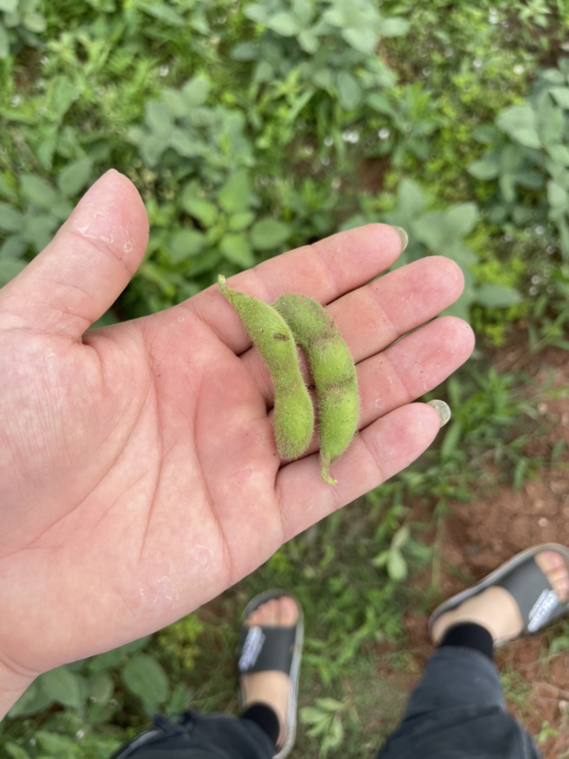 四川精品毛豆自家种植