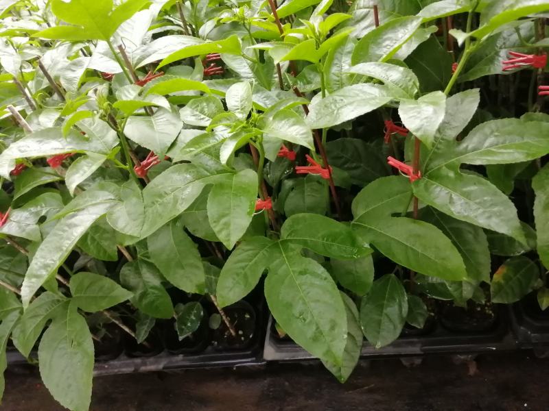 百香果苗，紫香百香果苗，台农百香果苗，钦密百香果苗
