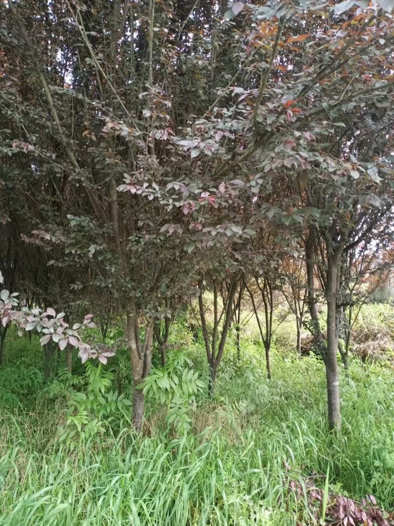 6～10公分紫叶李