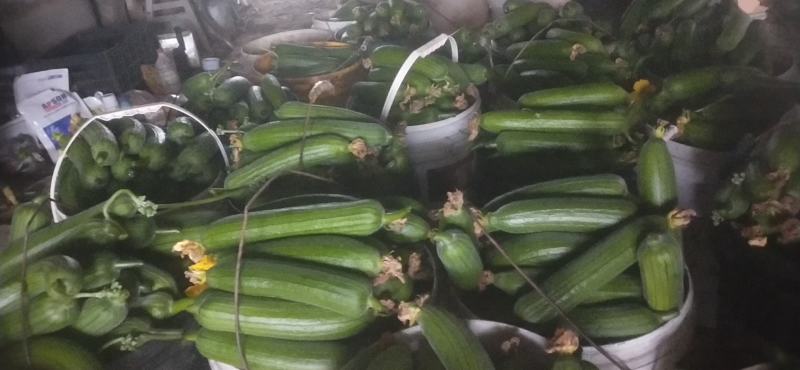 油皮丝瓜