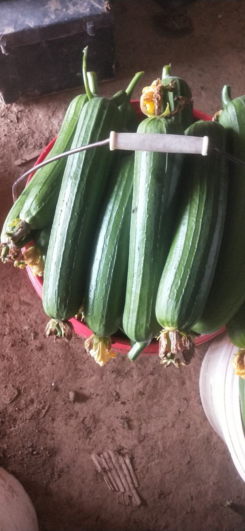 油皮丝瓜