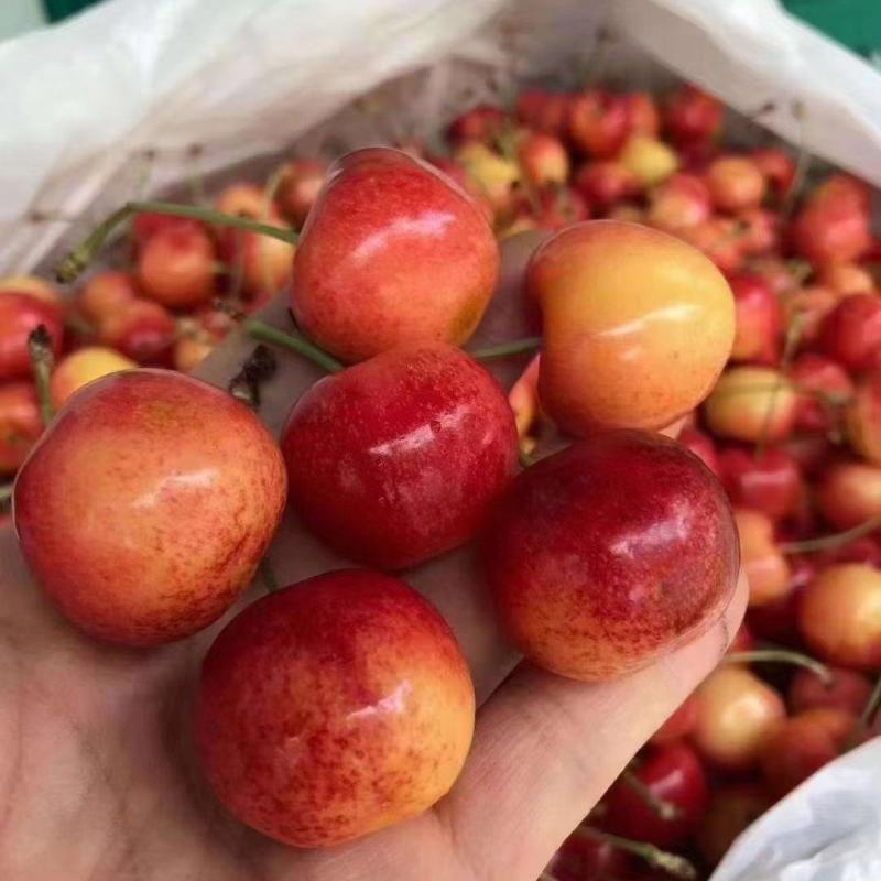 天水大樱桃，花红，黄樱桃，黄蜜，纯甜，，，