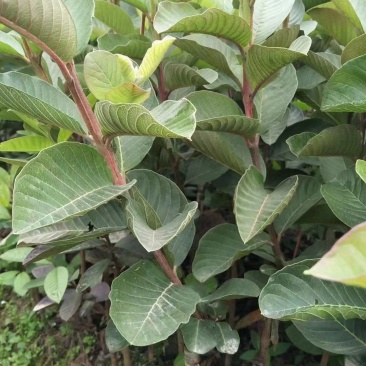 红宝石番石榴嫁接苗，珍珠番石榴嫁接苗场地直销零售批发带土