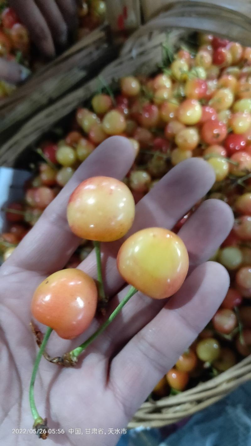 天水大樱桃，花红，黄樱桃，黄蜜，纯甜，，，