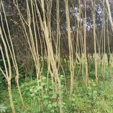 紫薇