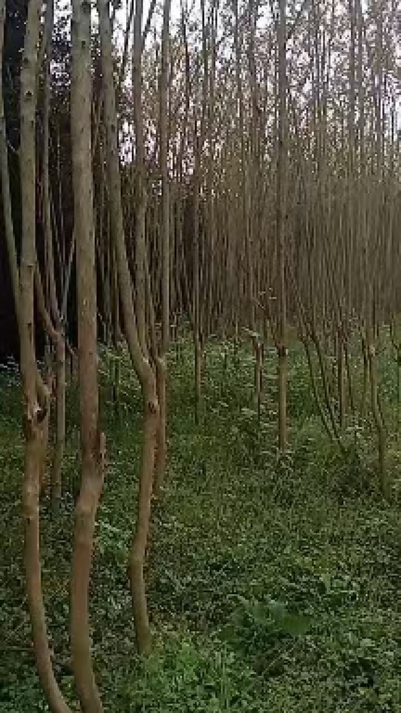 紫薇
