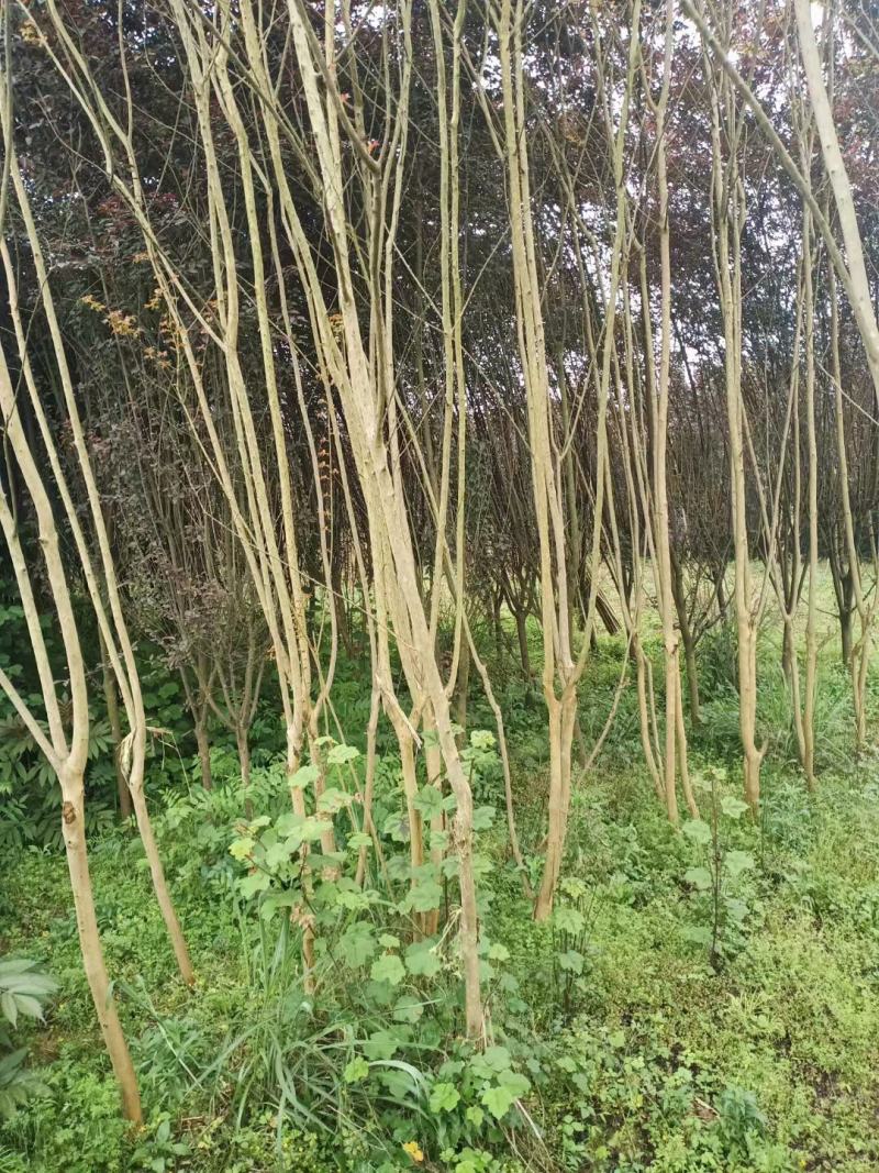 紫薇