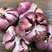 紫皮多瓣蒜产地销售保质保量全国代发货量充足