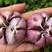 紫皮多瓣蒜产地销售保质保量全国代发货量充足