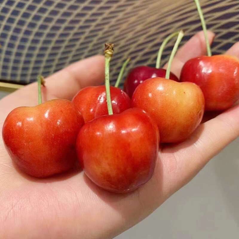 天水大樱桃，花红，黄樱桃，黄蜜，纯甜，，，