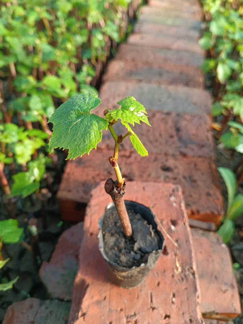 精品山葡萄苗，自家苗木，产地直供，质量好欢迎联系