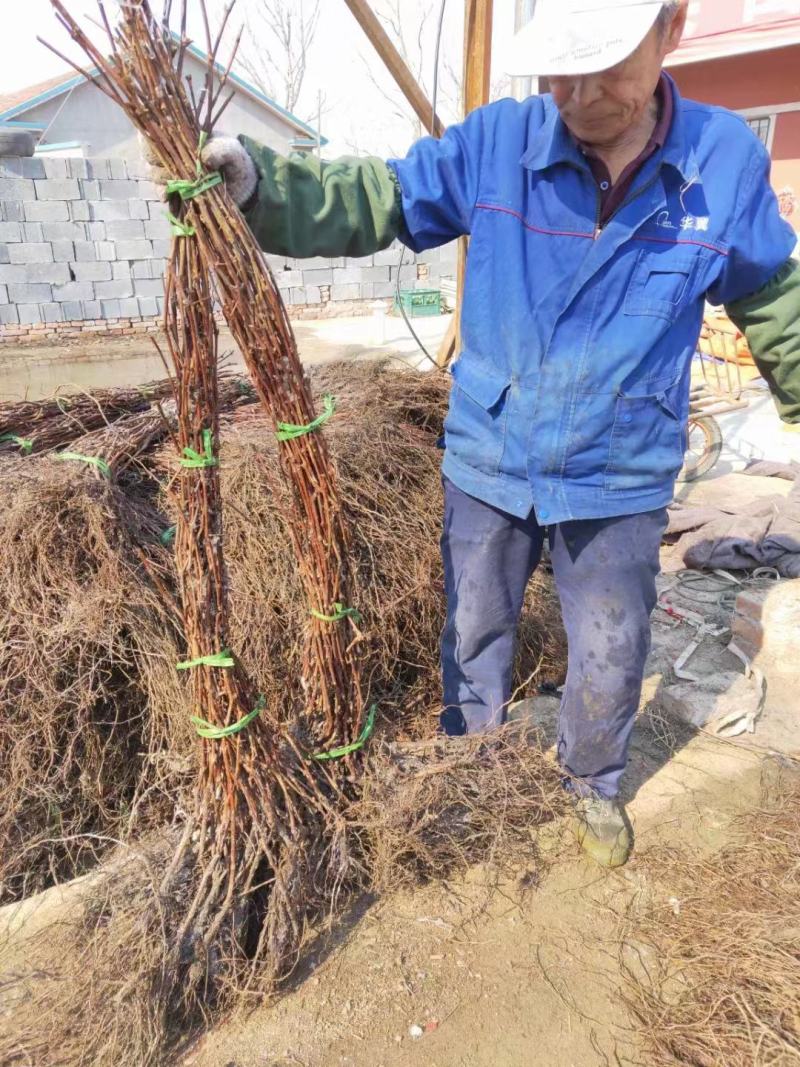 精品山葡萄苗，自家苗木，产地直供，质量好欢迎联系