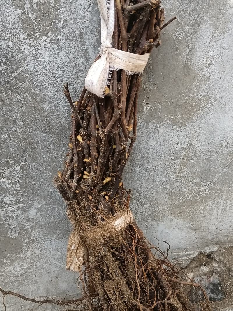 精品山葡萄苗，自家苗木，产地直供，质量好欢迎联系