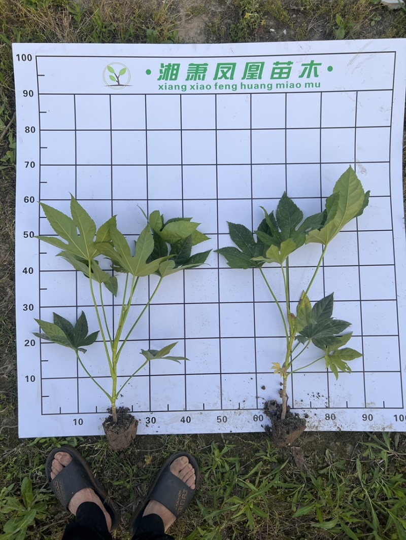 八角金盘毛球八角金盘小毛球！！！！！！