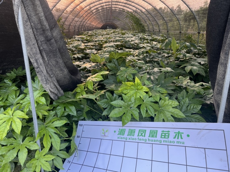八角金盘毛球八角金盘小毛球！！！！！！