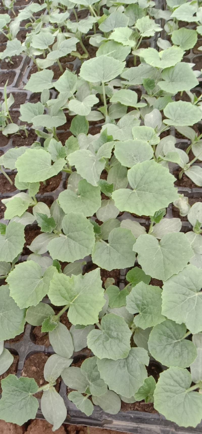 冬瓜苗，基地直供青皮冬瓜，精品种植育苗穴盘苗