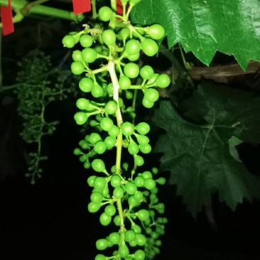 广西新地阳光玫瑰葡萄