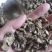 川牛膝苦牛膝四川产地牛膝