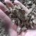 川牛膝苦牛膝四川产地牛膝