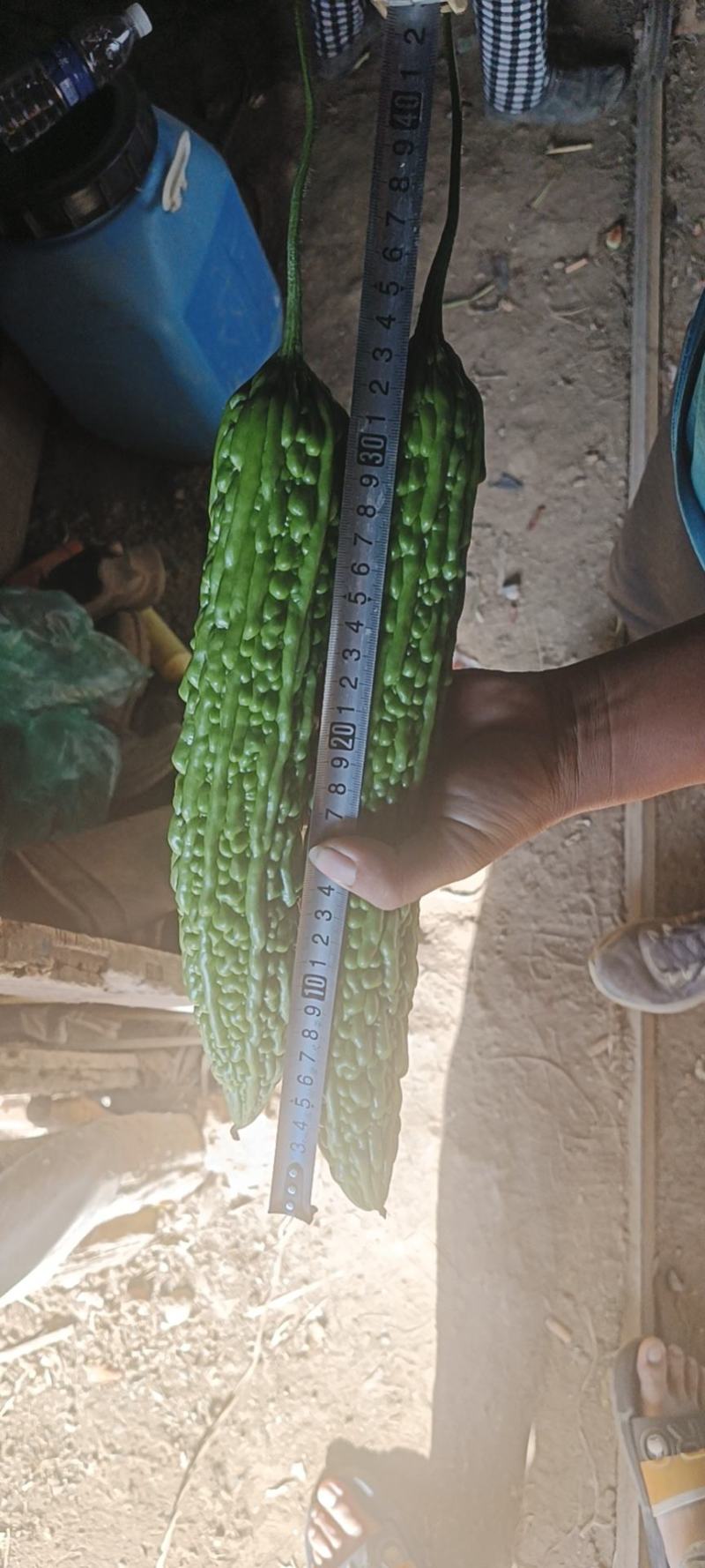 精品苦瓜，新鲜光泽无划痕，各种包装，量大质优