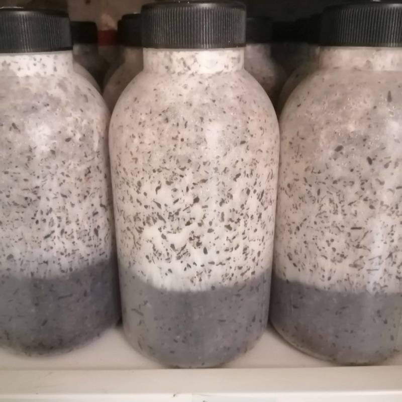 红平菇！800毫升原种瓶！棉籽壳培养基！